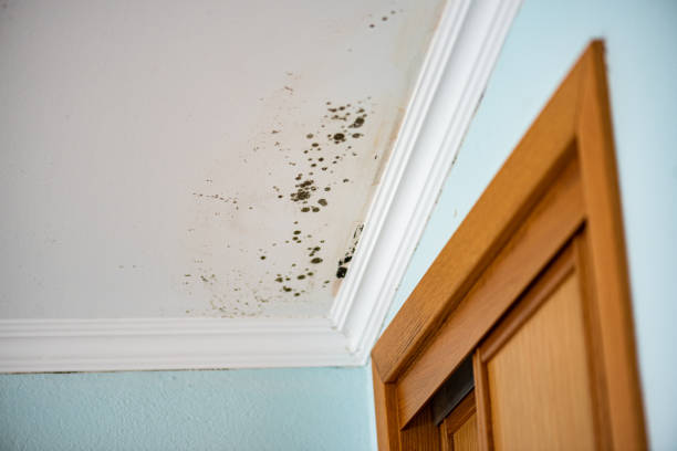 Best Professional Mold Removal  in Exandria, AL