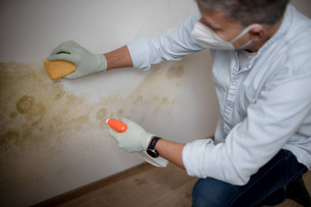 Best Toxic Mold Removal  in Exandria, AL
