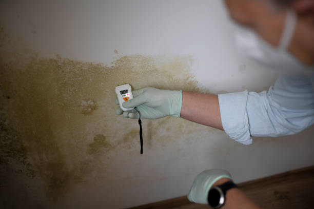 Best Mold Testing  in Exandria, AL