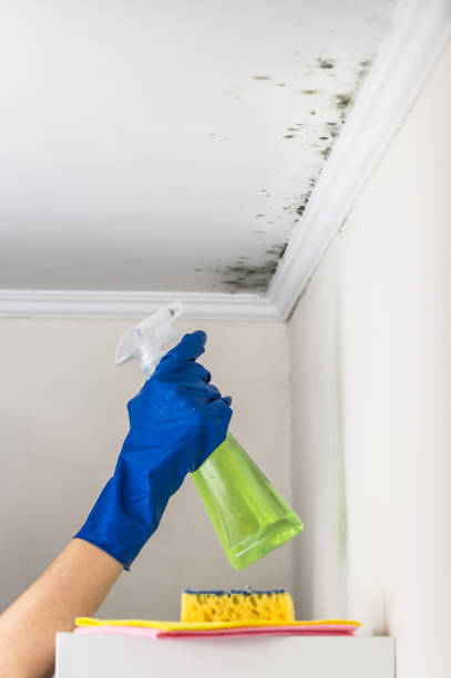 Best Affordable Mold Removal  in Exandria, AL